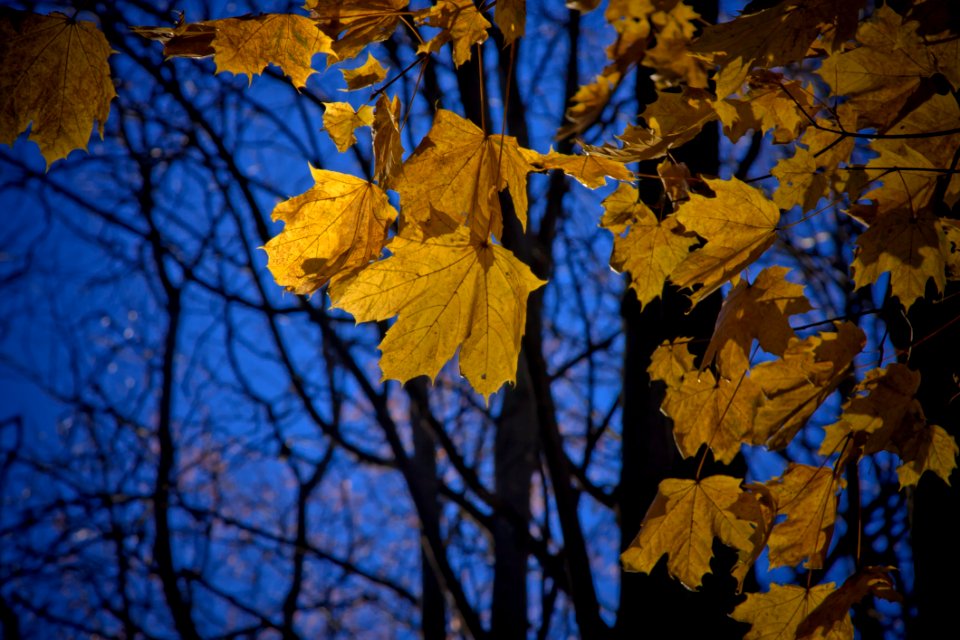 Leaf Yellow Nature Autumn