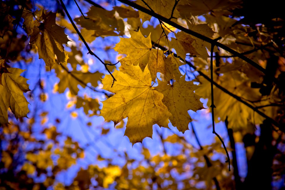 Leaf Nature Yellow Autumn