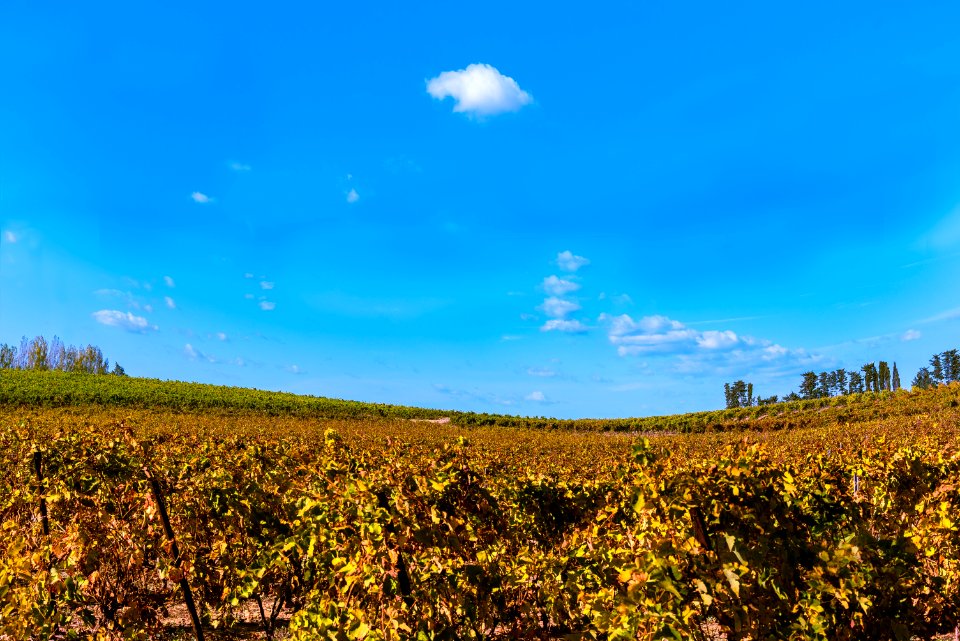 Sky Field Grassland Agriculture