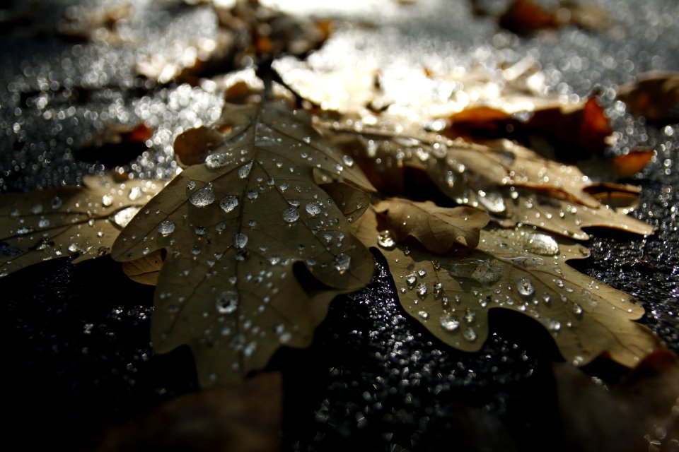 Water Leaf Close Up Drop photo