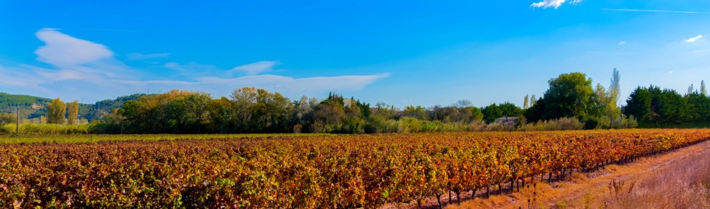 Field Sky Crop Agriculture