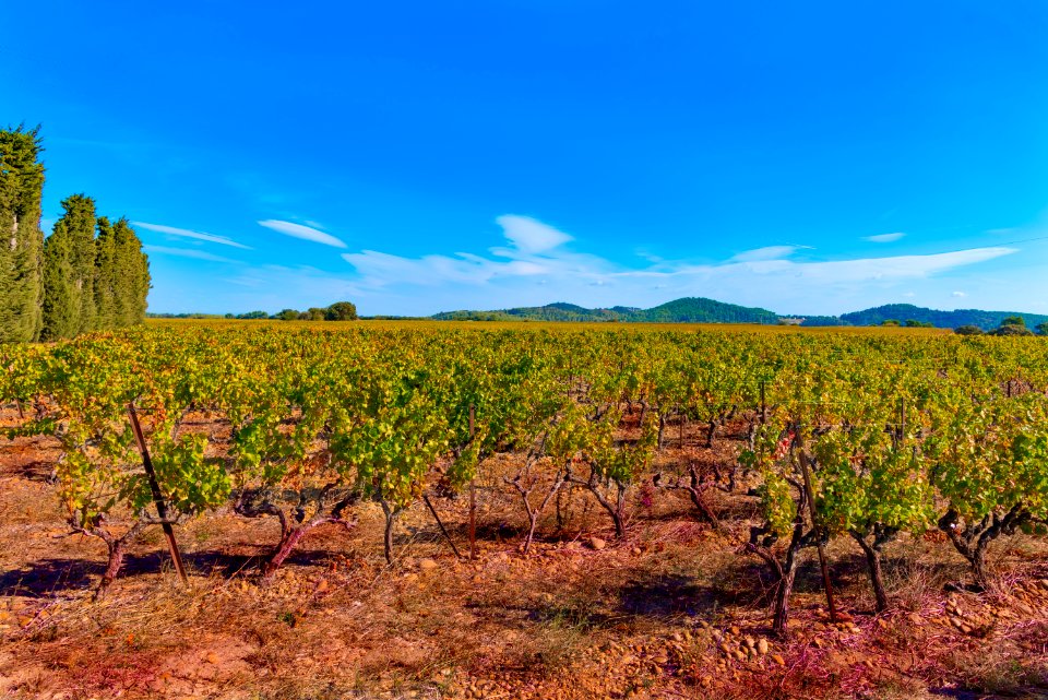 Sky Vegetation Agriculture Vineyard