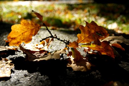 Leaf Autumn Deciduous Fungus