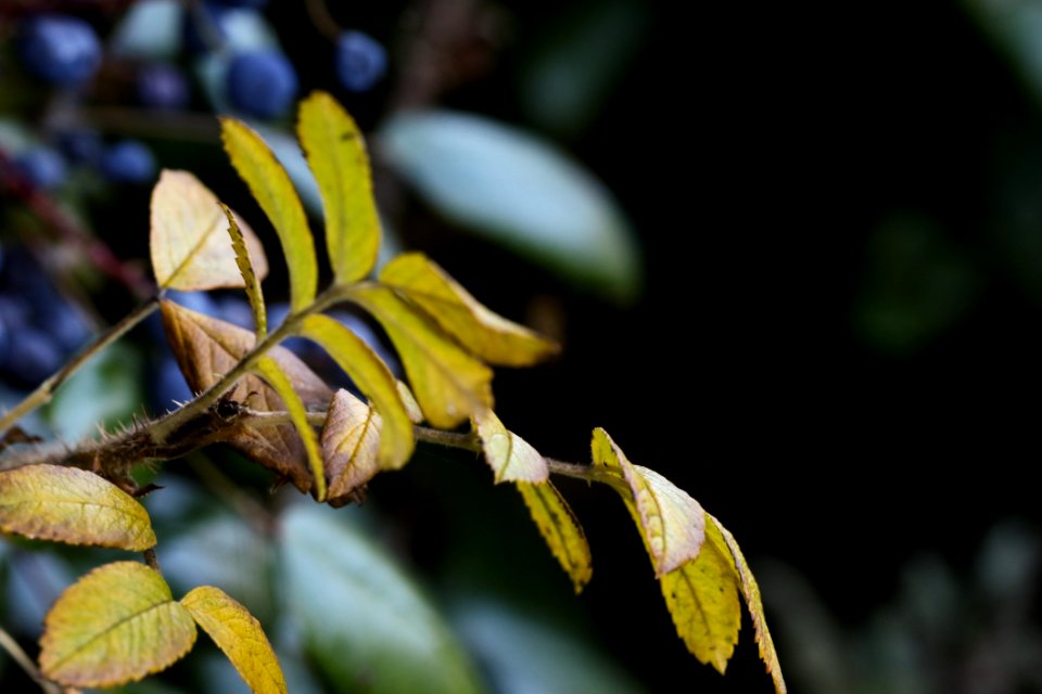 Leaf Yellow Flora Branch