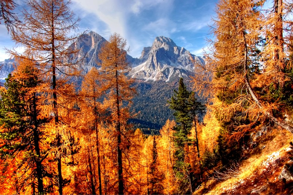 Nature Ecosystem Wilderness Tree