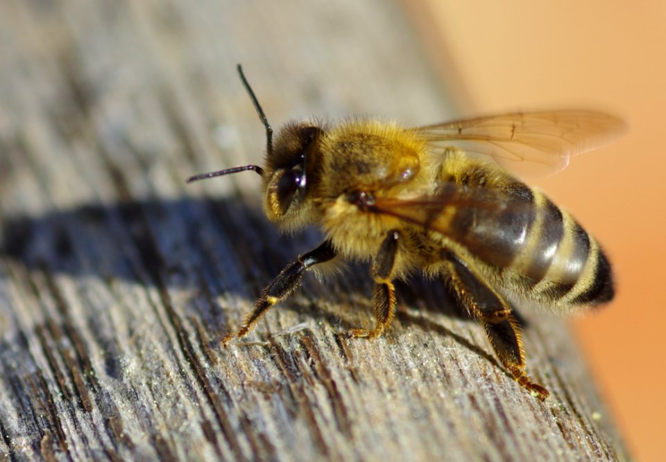 Insect Bee Honey Bee Invertebrate