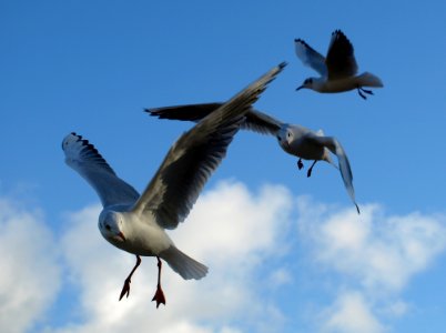 Bird Gull Sky Seabird photo