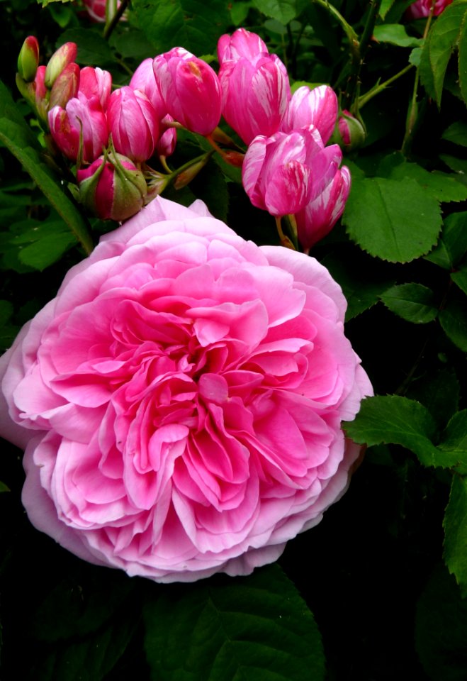Flower Rose Rose Family Plant