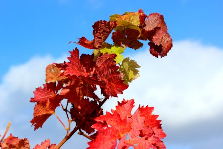 Leaf Sky Flora Autumn