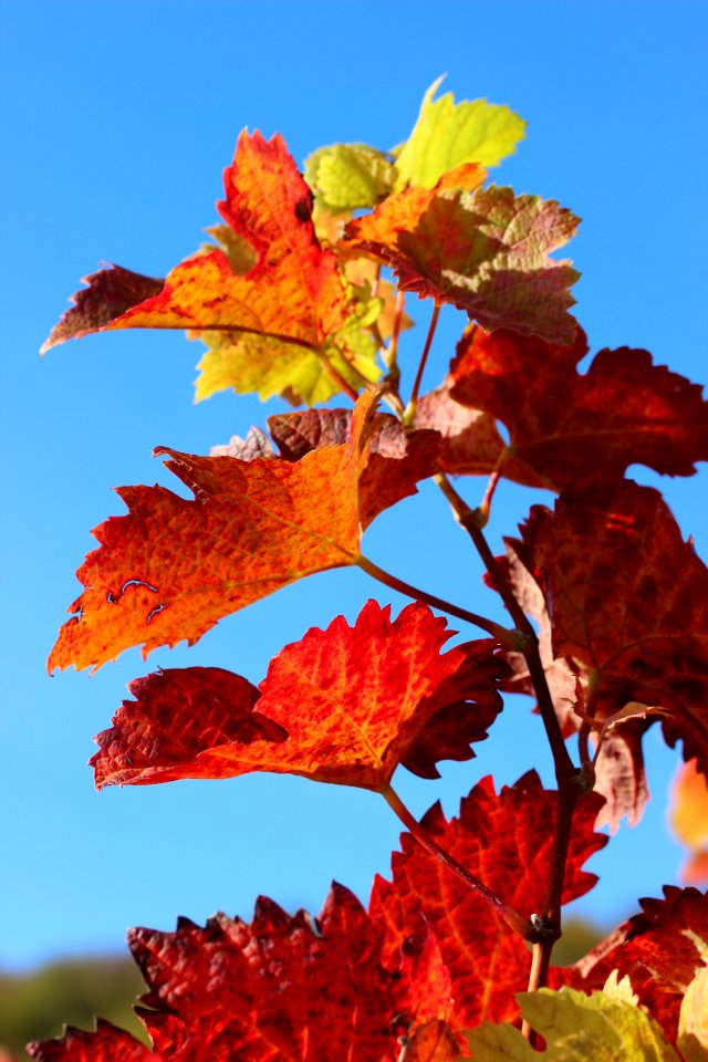 Leaf Autumn Maple Leaf Sky photo