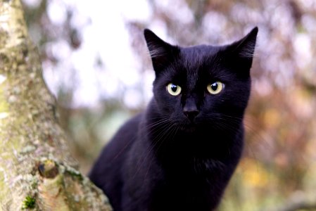 Cat Black Cat Whiskers Mammal photo