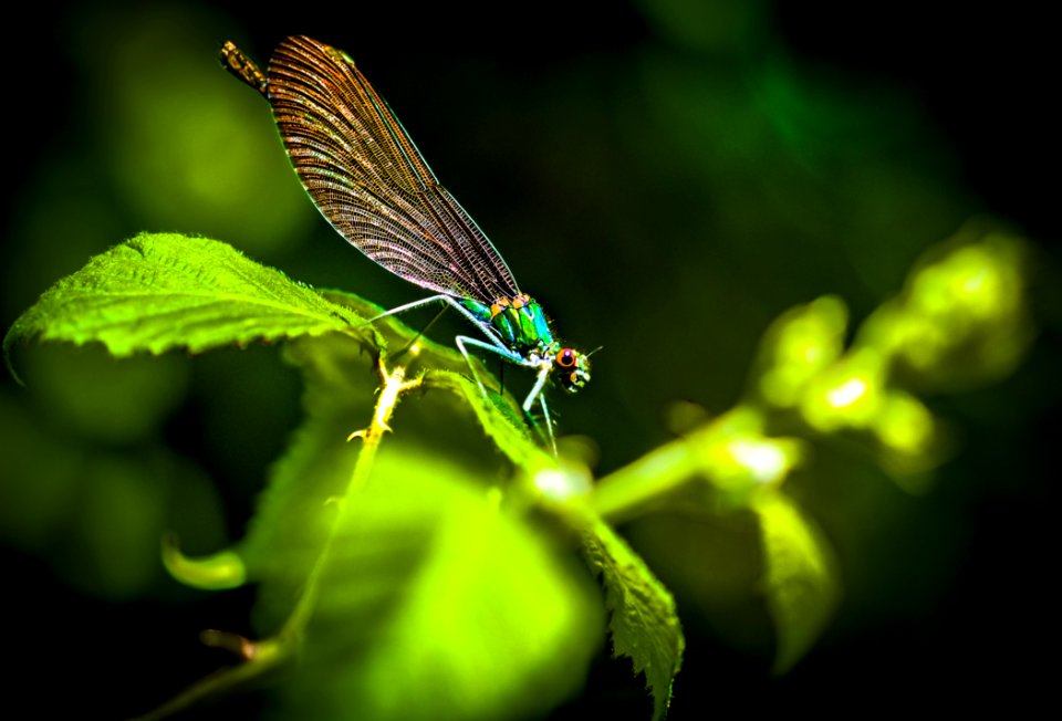 Dragonfly Insect Damselfly Dragonflies And Damseflies