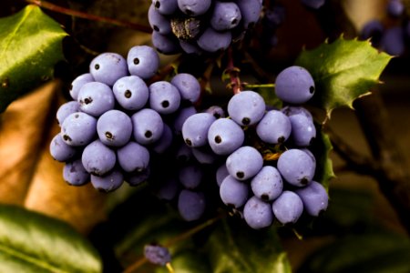 Grape Grapevine Family Blueberry Fruit