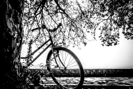 Tree Bicycle Land Vehicle Black And White photo