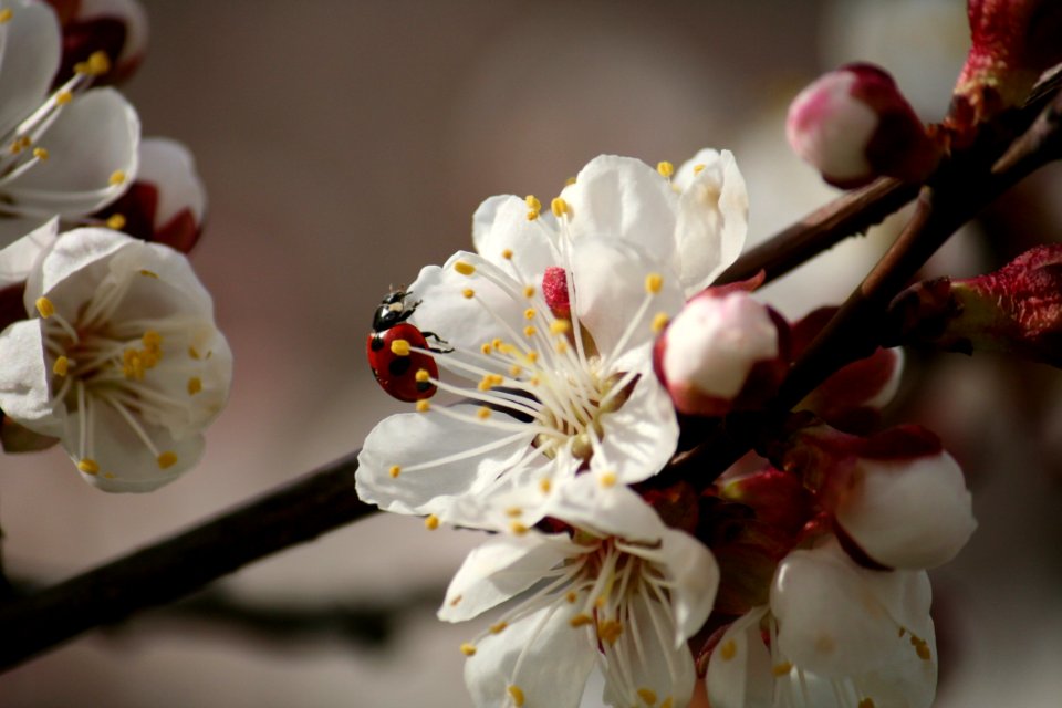 Blossom White Spring Flower
