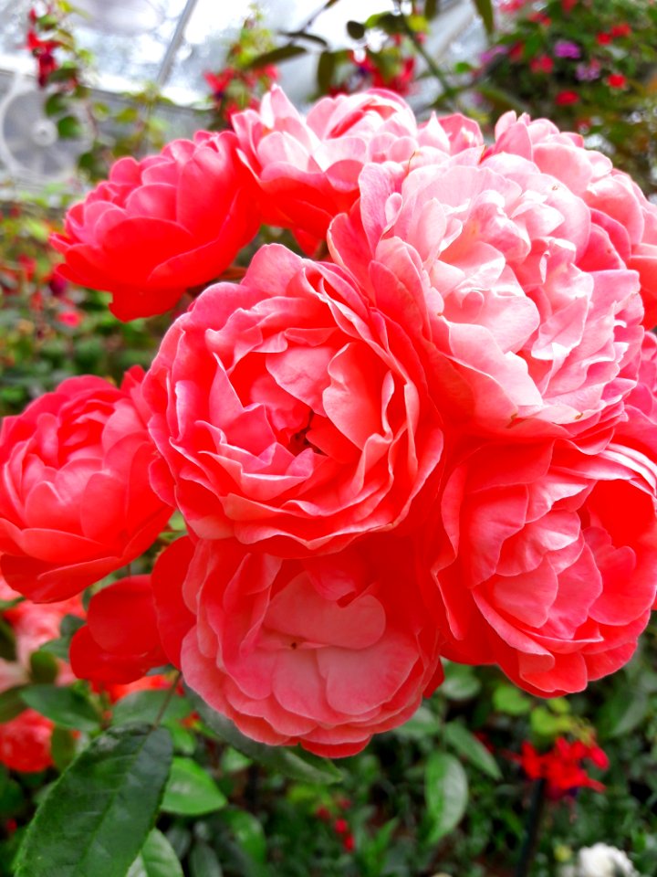 Rose Flower Rose Family Garden Roses