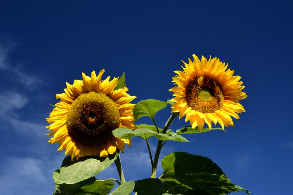 Flower Sunflower Yellow Sky
