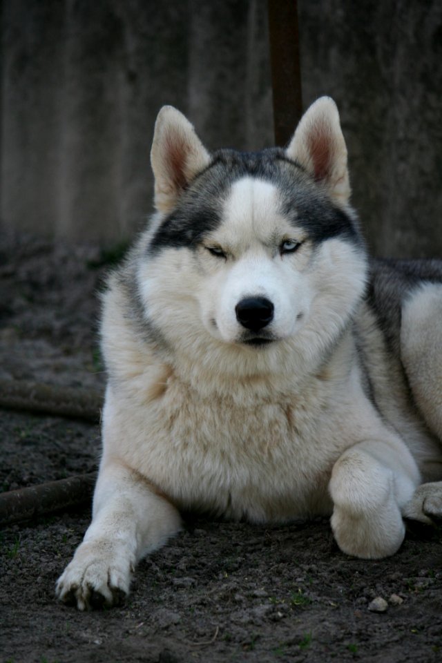 Dog Like Mammal Siberian Husky Dog Breed Sakhalin Husky