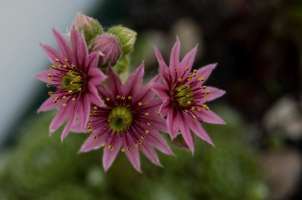 Flower Flora Plant Aster