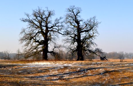 Tree Woody Plant Winter Ecosystem