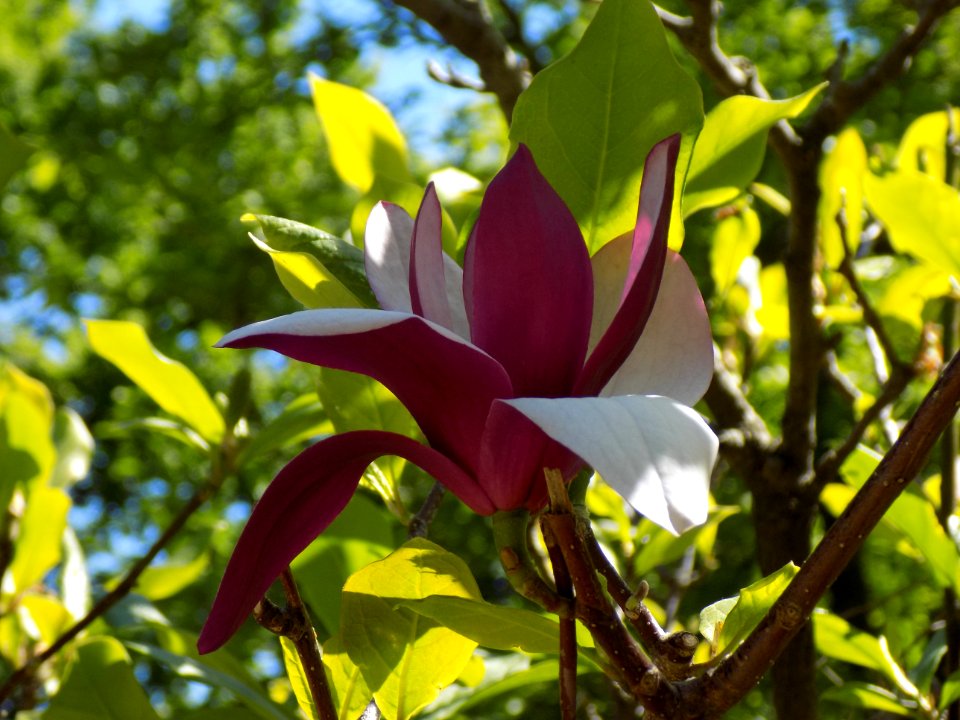 Plant Flower Flora Vegetation