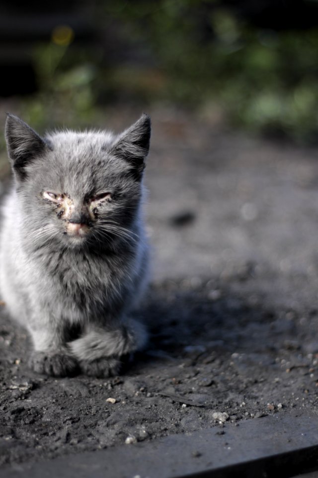 Cat Whiskers Mammal Small To Medium Sized Cats photo