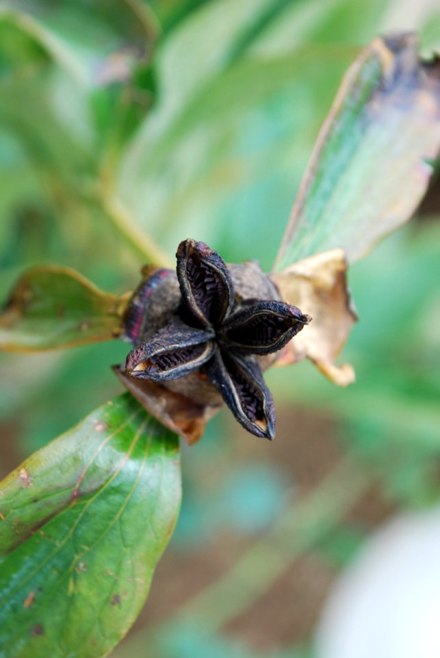 Flora Insect Leaf Macro Photography