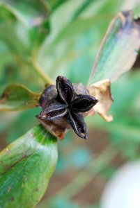 Flora Insect Leaf Macro Photography
