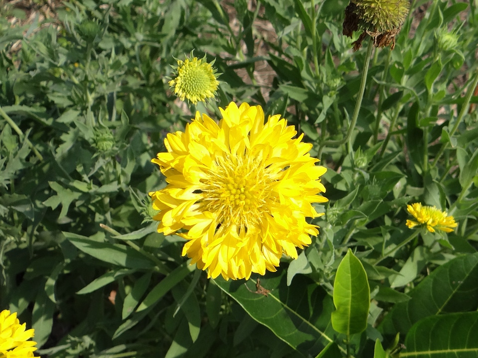 Sevanti plant bloom