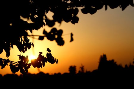 Sky Nature Leaf Tree photo