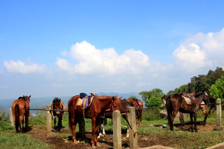 Grassland Pasture Horse Herd photo