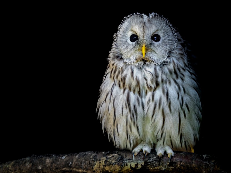Owl Bird Of Prey Bird Beak