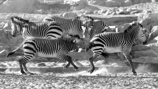 Wildlife Zebra Black And White Black
