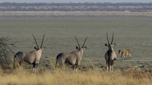 Wildlife Fauna Antelope Ecosystem photo