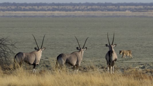 Wildlife Fauna Antelope Ecosystem