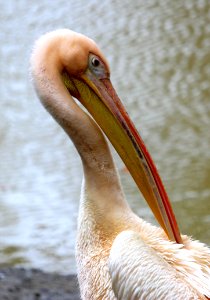 Pelican Beak Bird Fauna photo