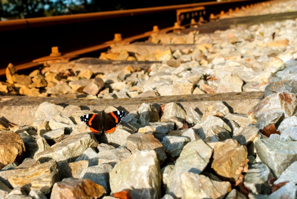 Fauna Pollinator Moths And Butterflies