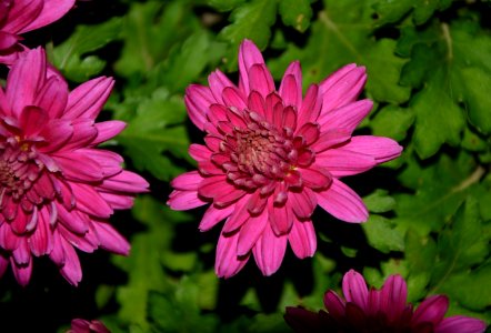 Flower Pink Flora Plant photo