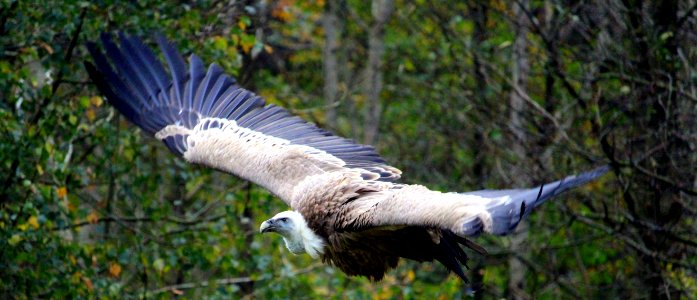 Bird Beak Ecosystem Fauna