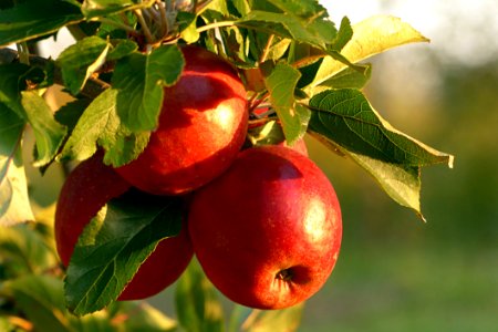 Fruit Apple Produce Fruit Tree