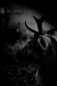 Wildlife Black Black And White Monochrome Photography