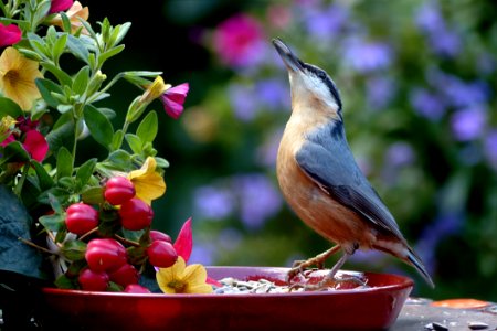 Bird Fauna Beak Flora