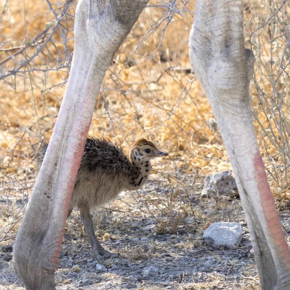 Ostrich Fauna Ratite Bird