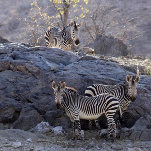 Wildlife Zebra Terrestrial Animal Mammal