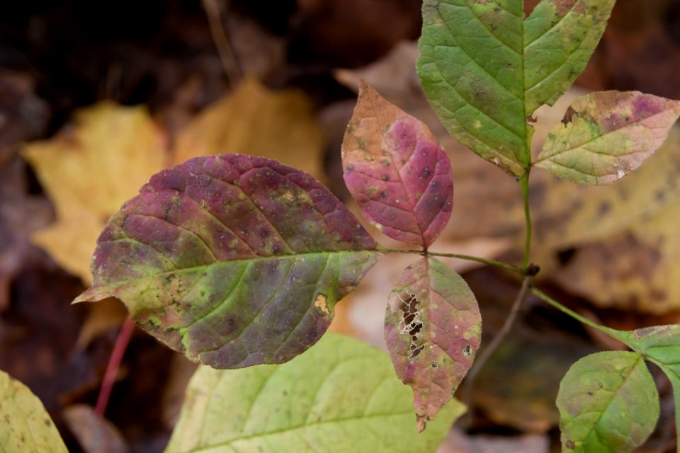 Leaf Plant Flora Autumn