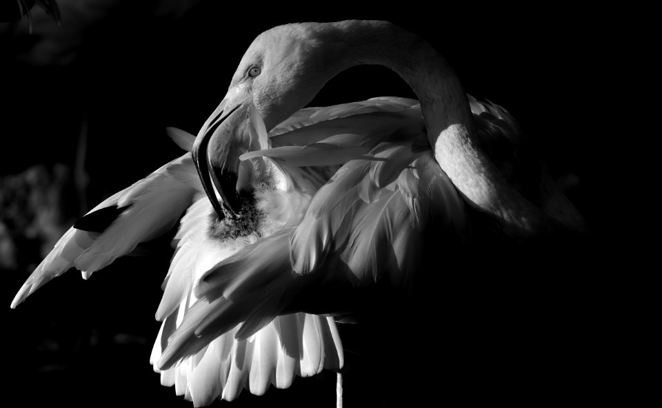 Black Black And White Monochrome Photography Vertebrate