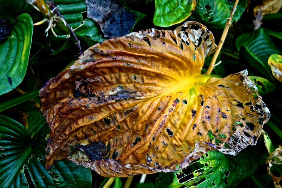 Leaf Plant Flora Close Up