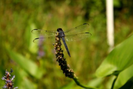 Dragonfly Insect Dragonflies And Damseflies Damselfly