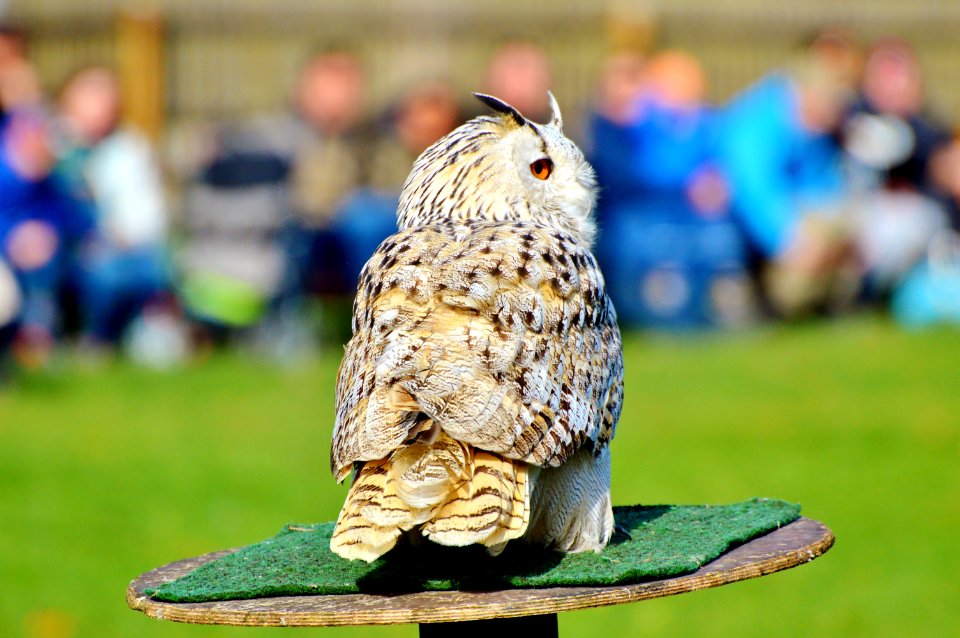 Owl Bird Fauna Beak