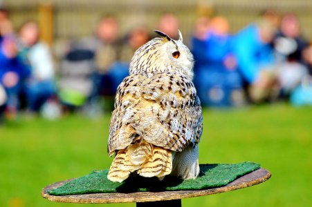 Owl Bird Fauna Beak photo